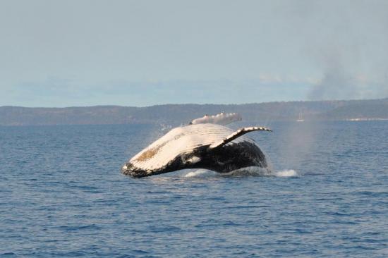 Hervey Bay 4