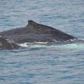 Hervey Bay 5