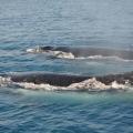 Hervey Bay 6