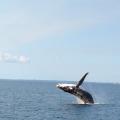 Hervey Bay 7
