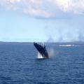 Hervey Bay 9