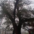 Hongcun 01