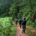 Jungle Trek 09