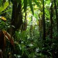 Jungle Trek 14