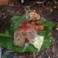 jungle trek 16