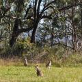 Lamington Park 3