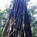 Lamington Park 8