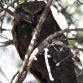 Magnetic Island 15