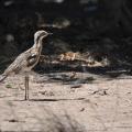 Magnetic Island 16