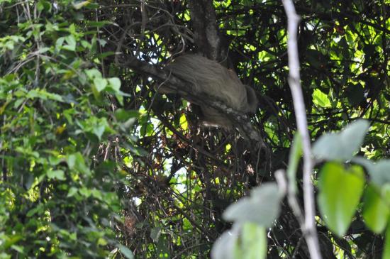 Manuel Antonio 1