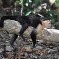 Manuel Antonio 8