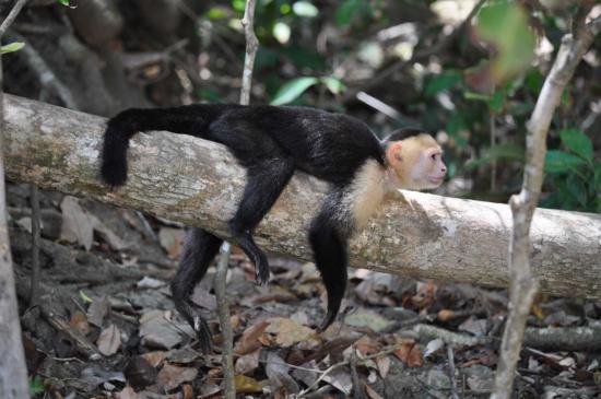 Manuel Antonio 8