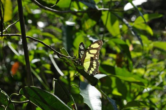 Mariposa