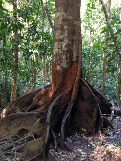 Mossman Gorge 12