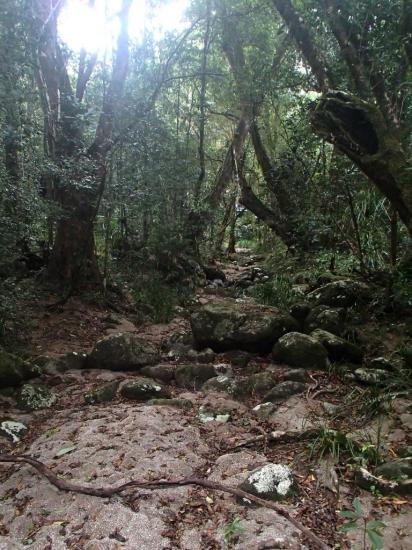 Mossman Gorge 13