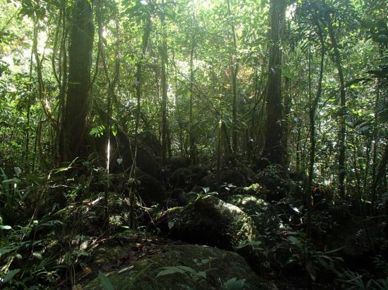 Mossman Gorge 7