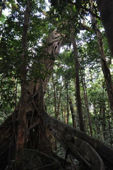 Mossman Gorge 8