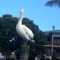 Noosa 13