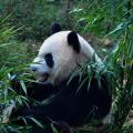 Panda 01