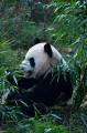 Pandas de Chengdu