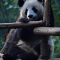 Panda 02