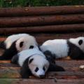Panda 04