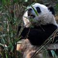 Panda 06