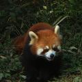 Panda 09
