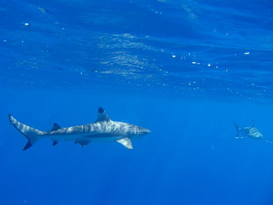 Requins pointes noires 2