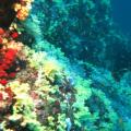 Similans 01