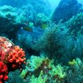 Similans 02