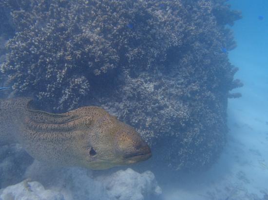 Snorkling 3