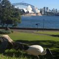 sydney 9