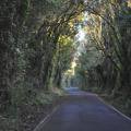 Taranaki 4