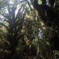 Taranaki 8