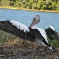Tinaroo Lake 1